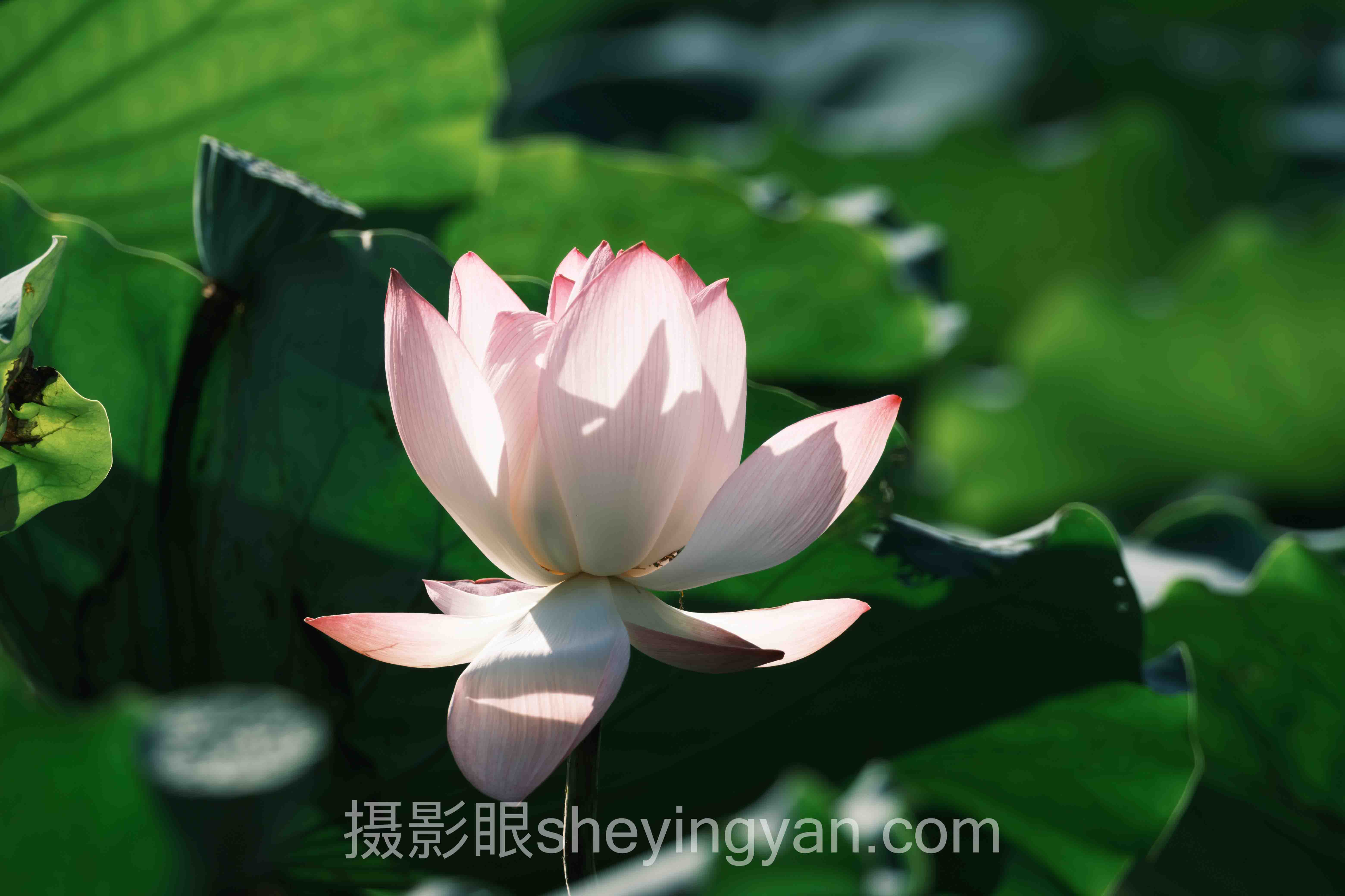 专家深度解读：新手学摄影需要多久的机遇与挑战