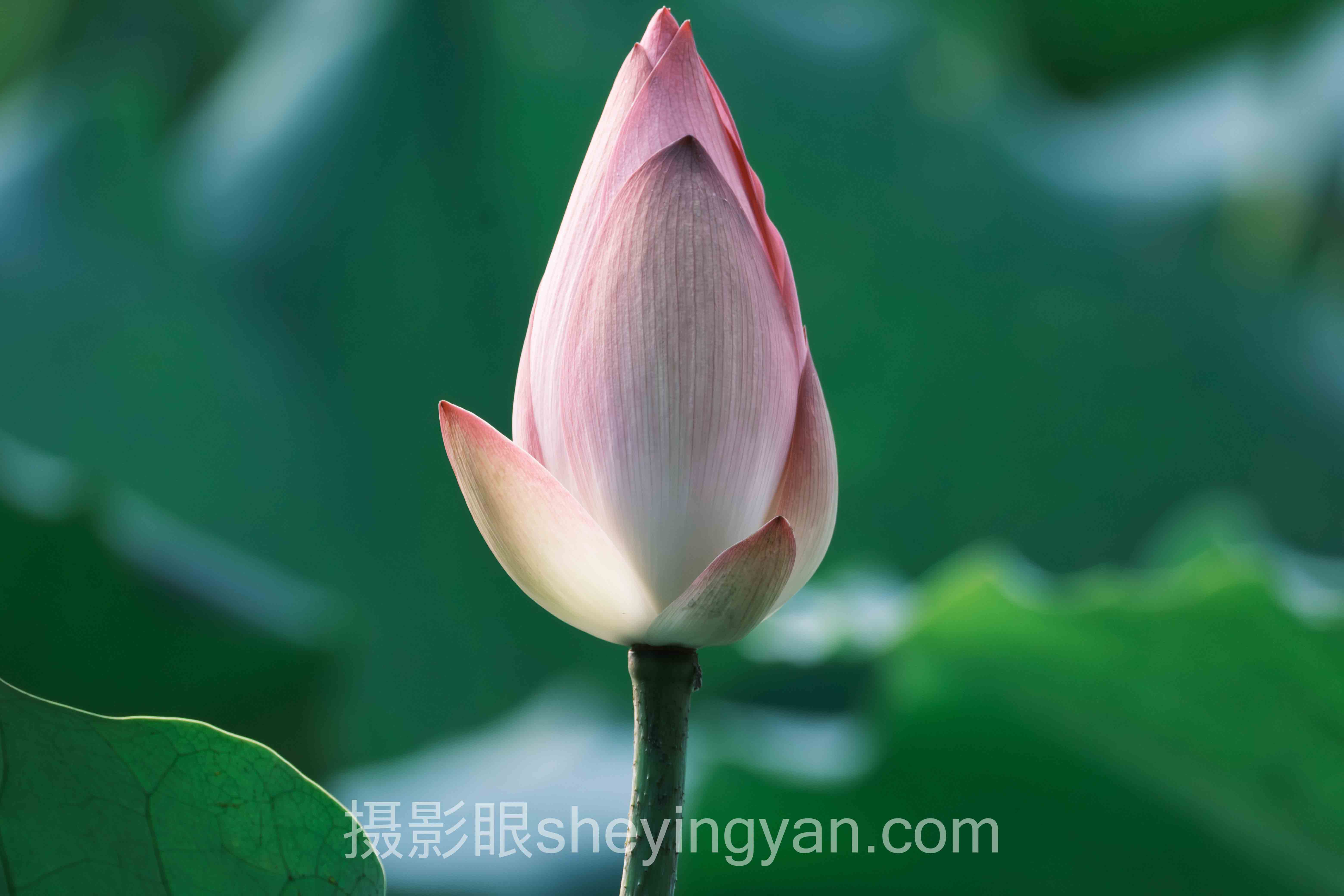 摄影眼官方网站价格怎么做？3个案例告诉你答案