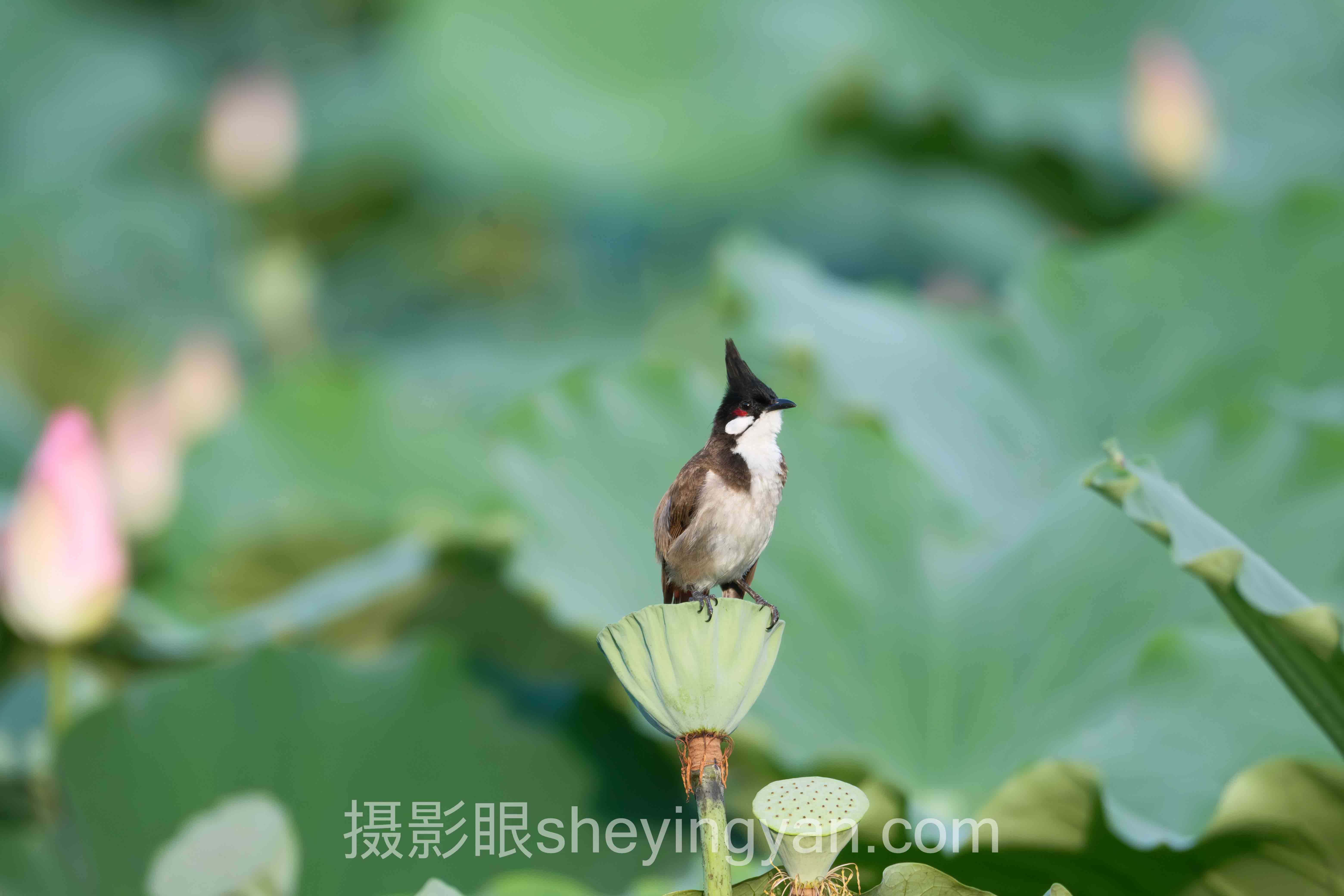 摄影眼平台人气摄影师十人谈：多位专家的核心观点汇总