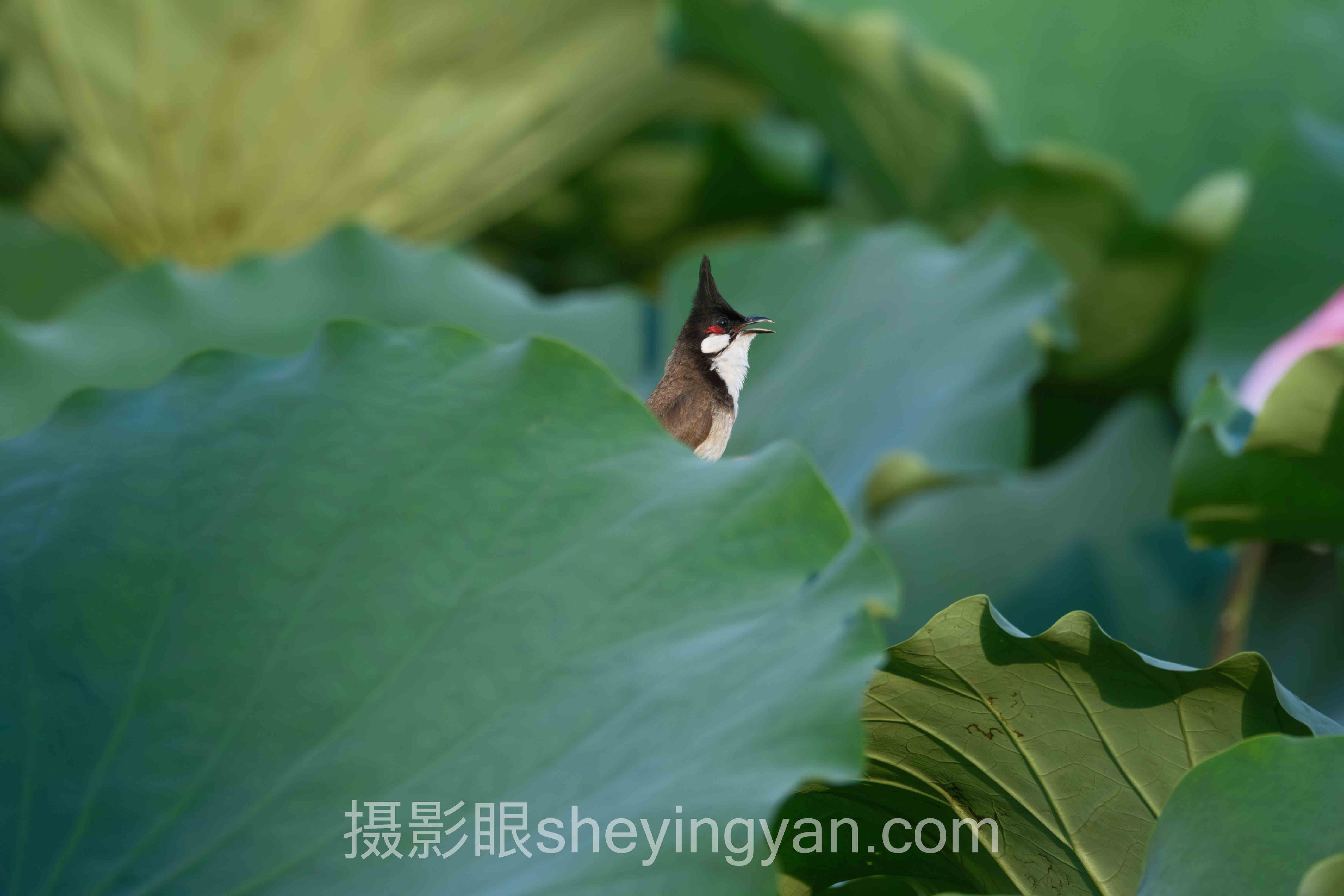 侧光怎么拍出立体感全问答：你想知道的都在这里