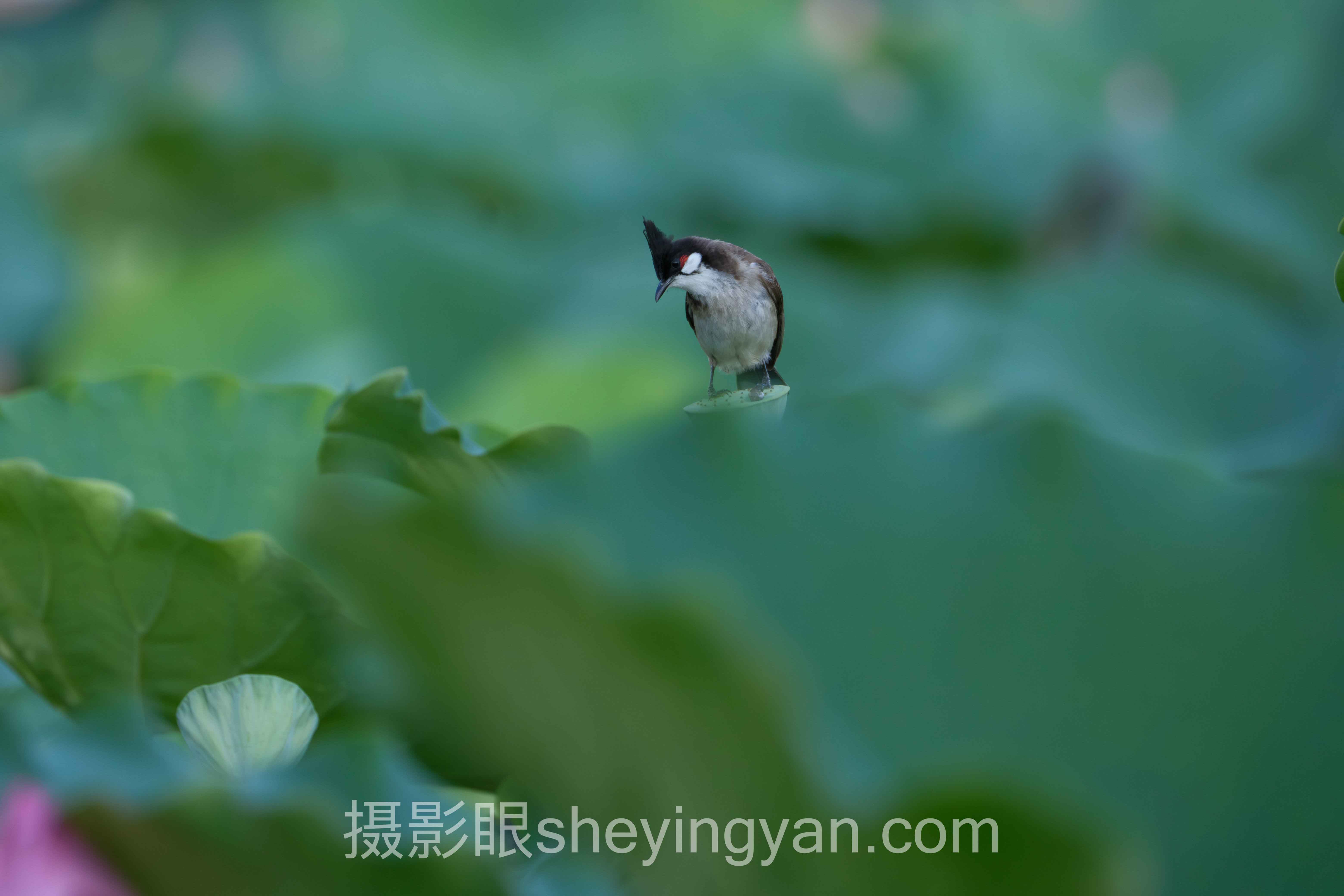 深度解析：摄影眼平台蔡司照片点评的核心问题与答案