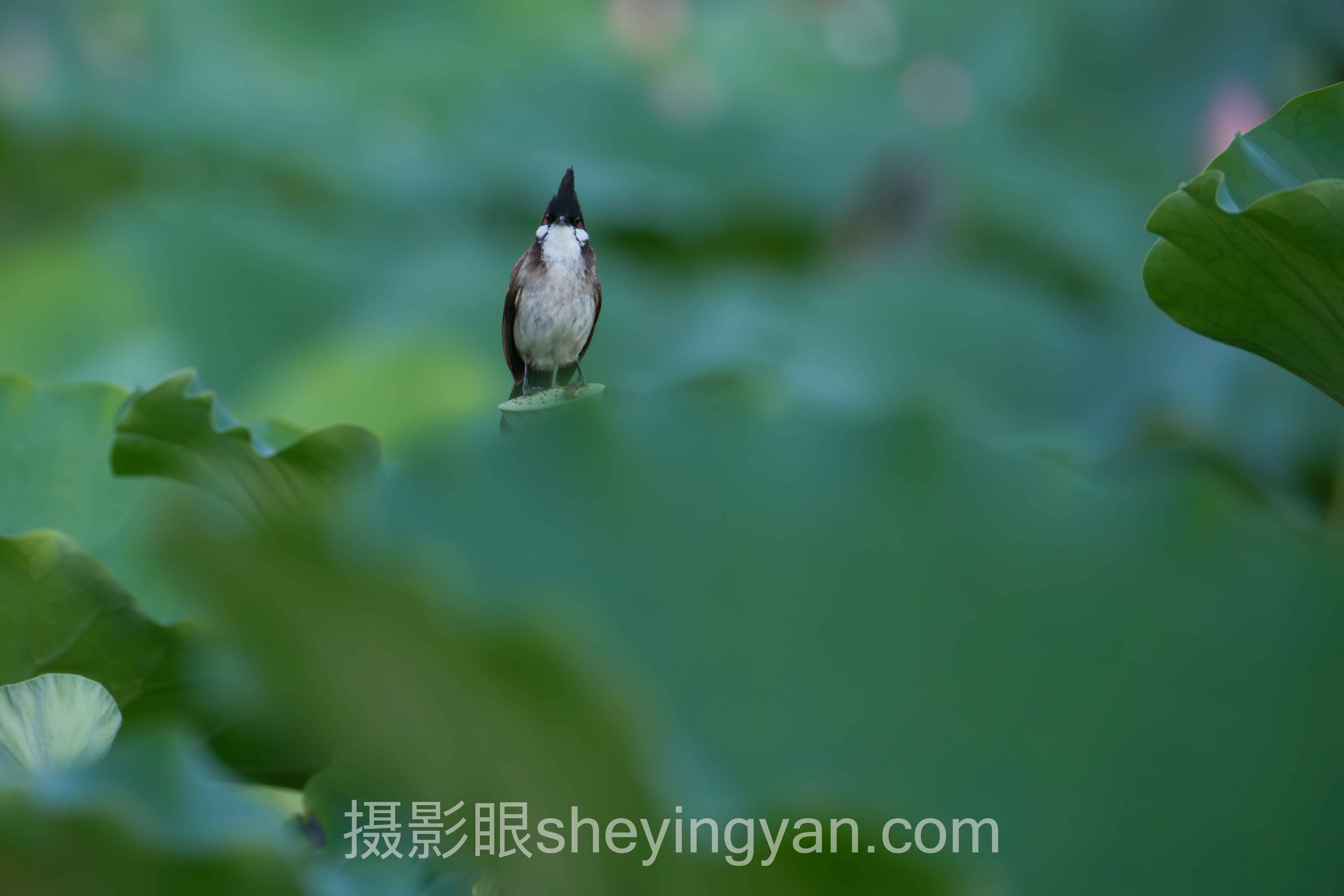 对话行业专家：照片点评与AI照片评分的关键洞察与前瞻