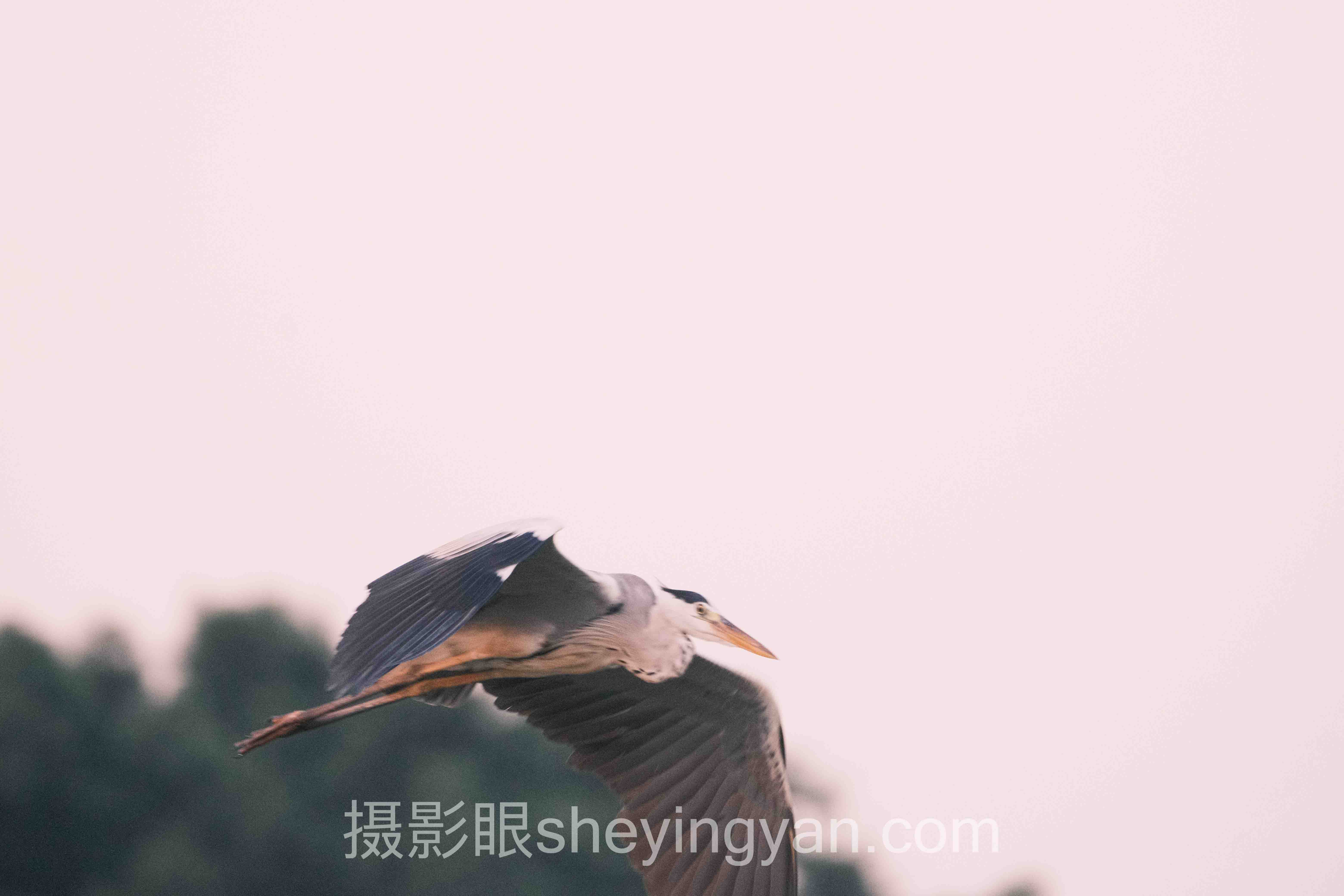 专家深度解读：手机照片AI评分与照片点评的机遇与挑战
