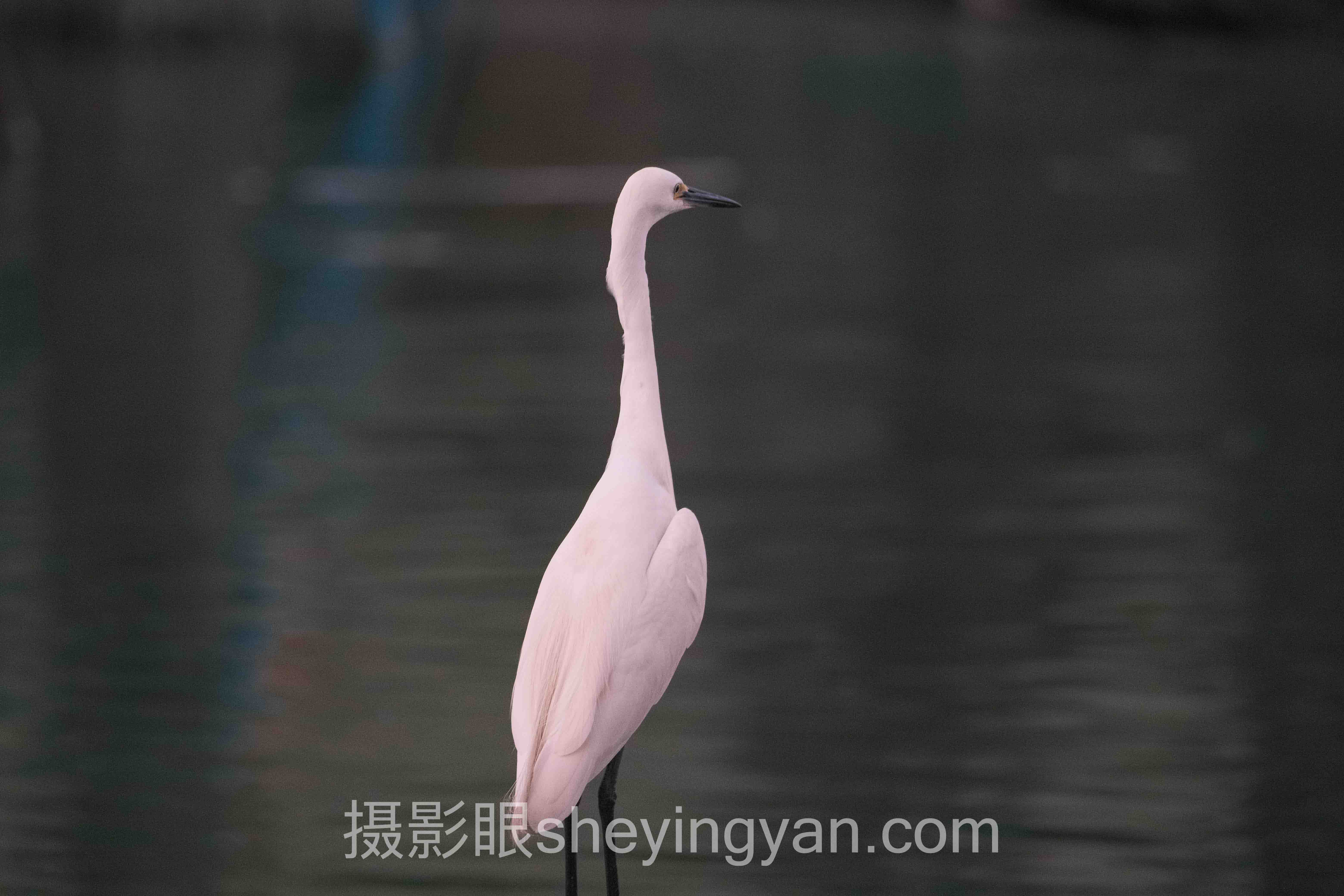 专业照片点评服务的真相：为什么你的照片总差一口气？