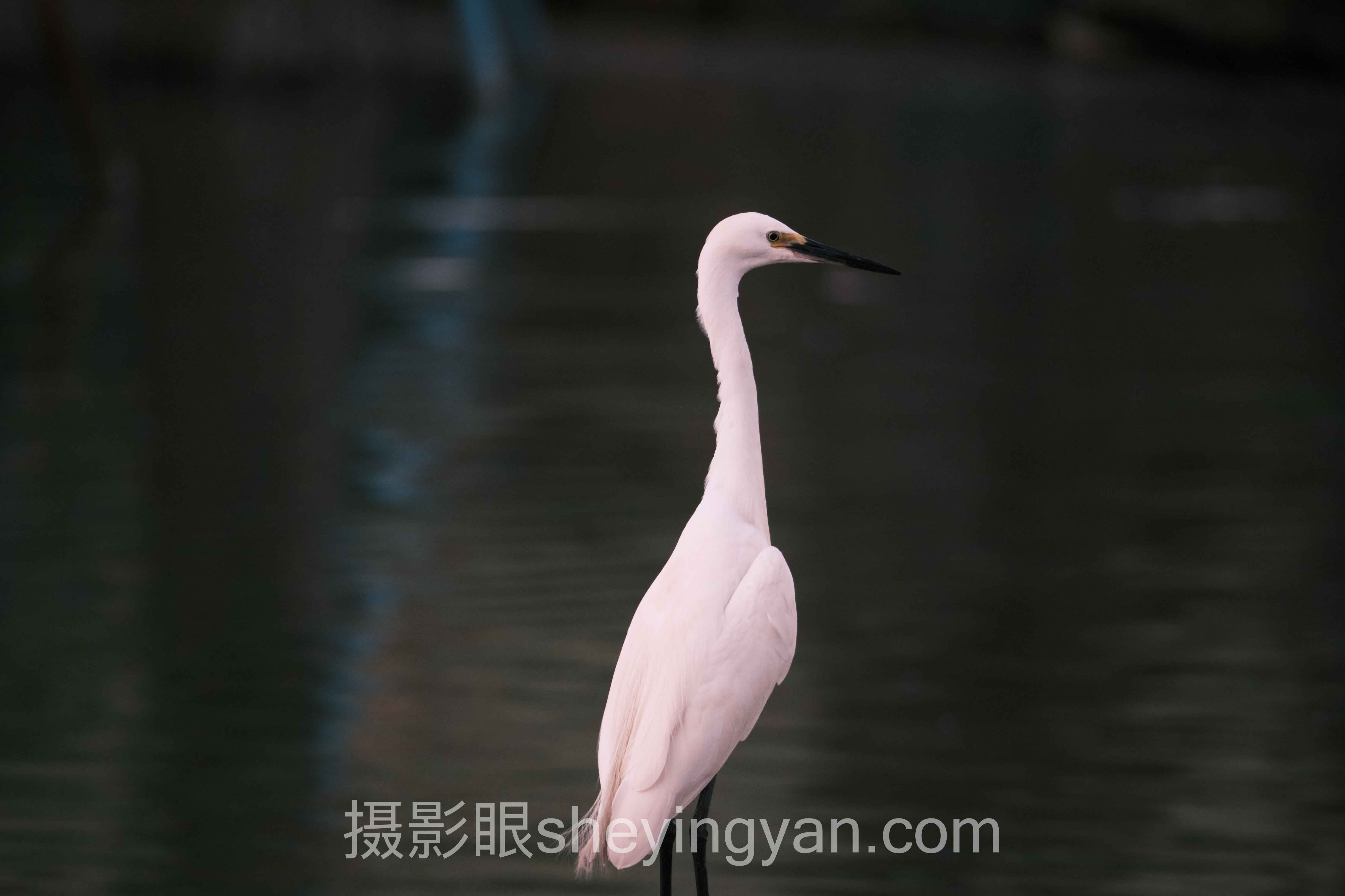照片点评纠纷处理实战案例拆解：3个成功实践的共同规律