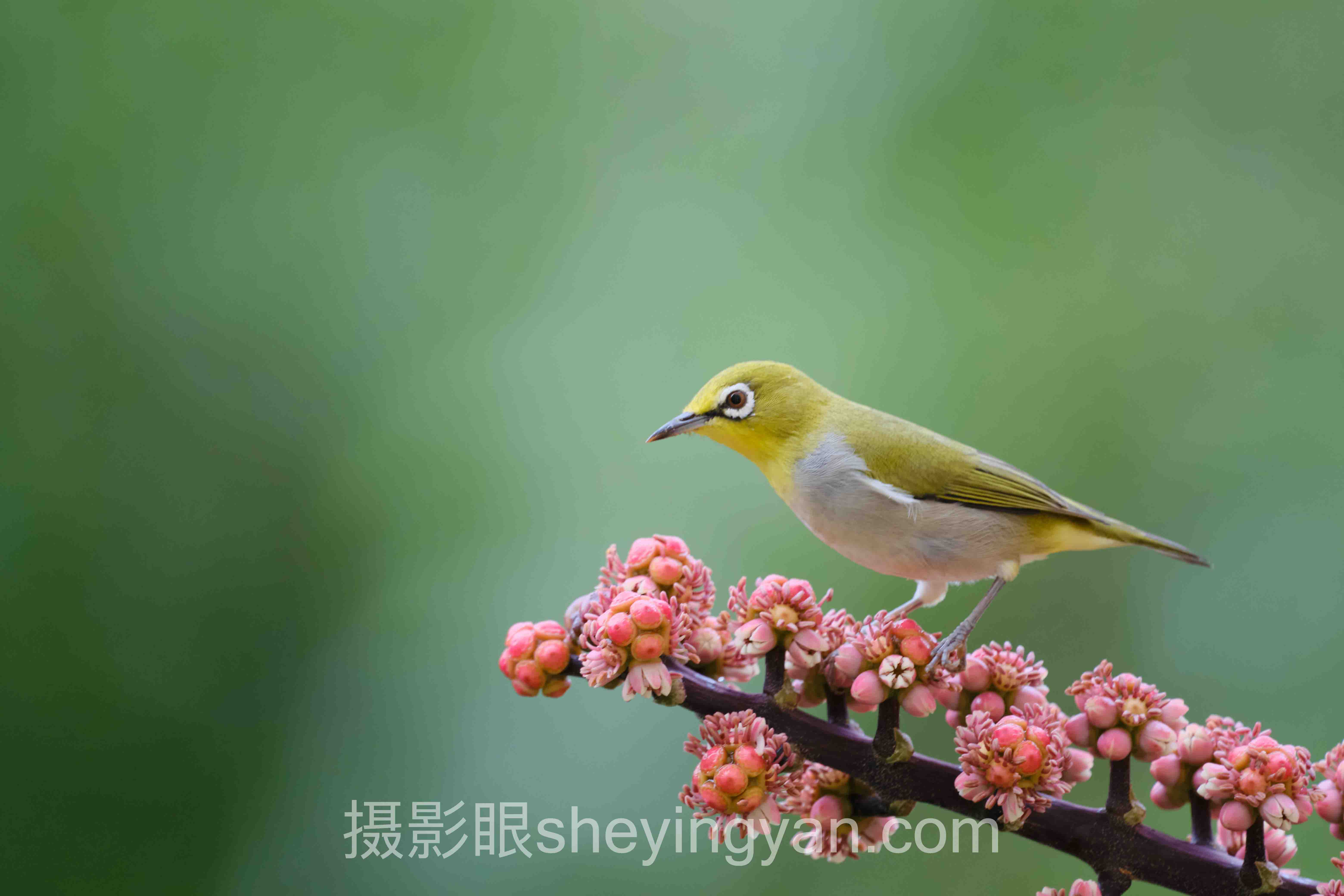 昆虫摄影避坑指南：7个关键要点全梳理
