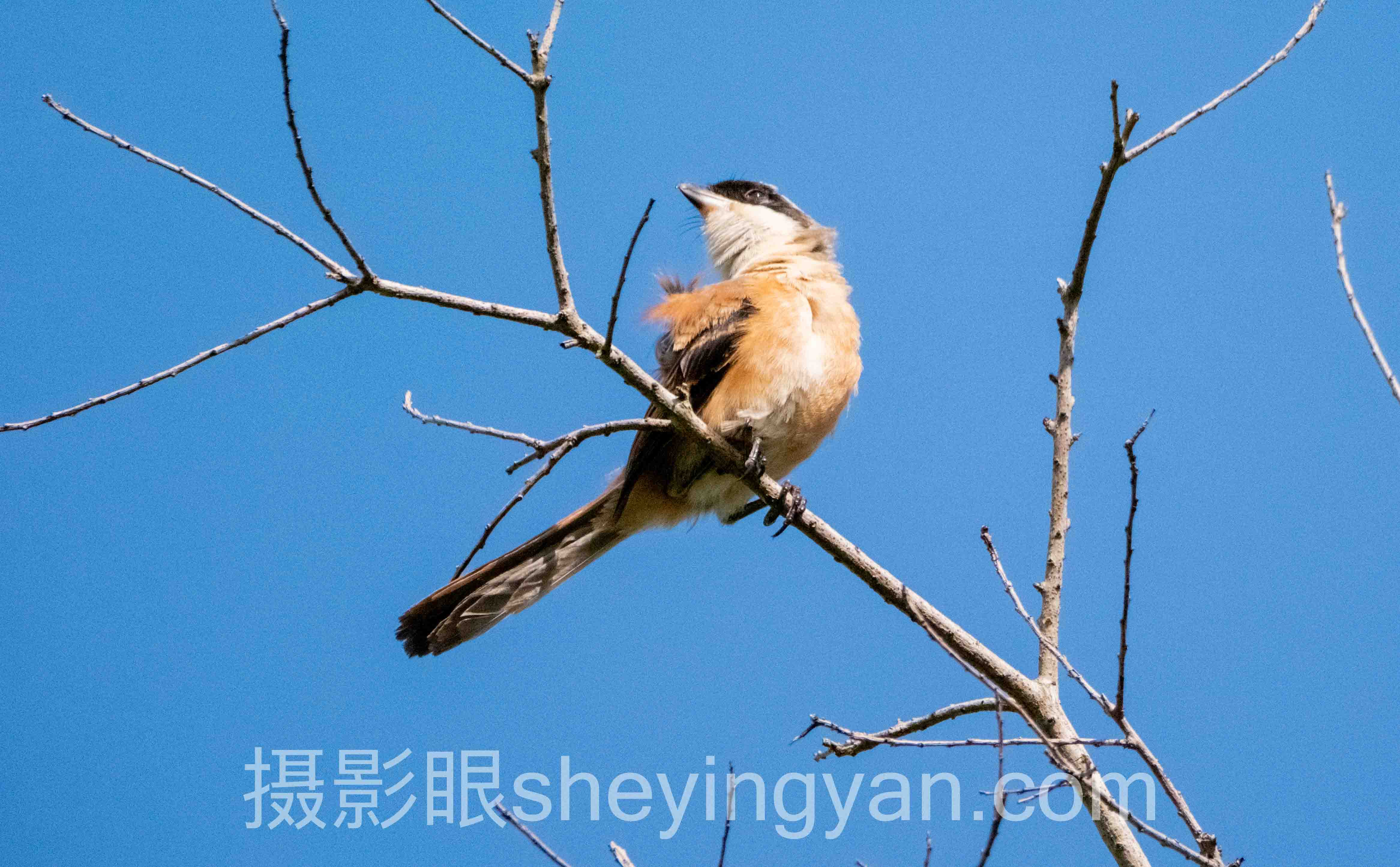 对话行业专家:摄影眼永久地址sheyingyan.com的关键洞察与前瞻