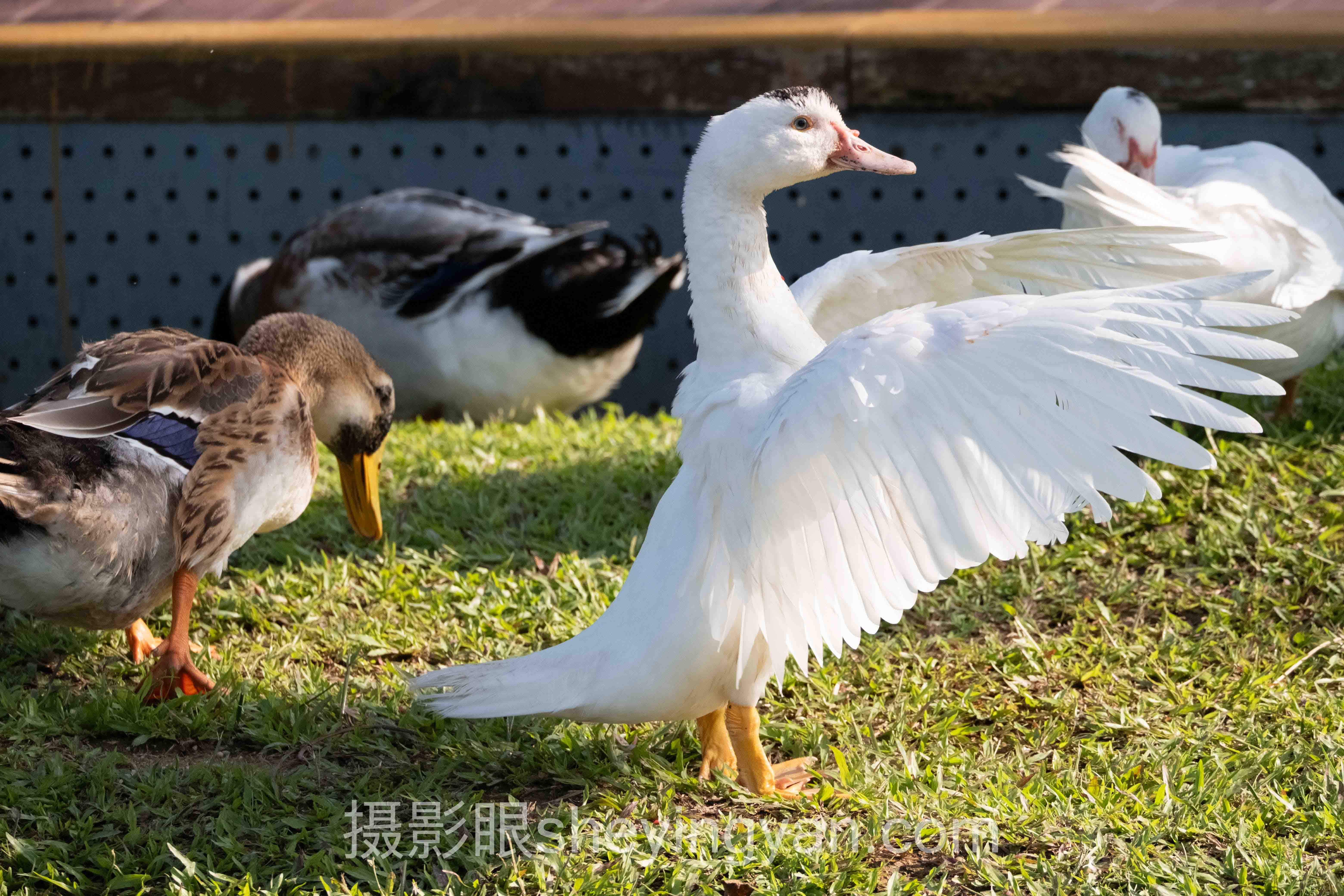摄影眼照片点评sheyingyan.com