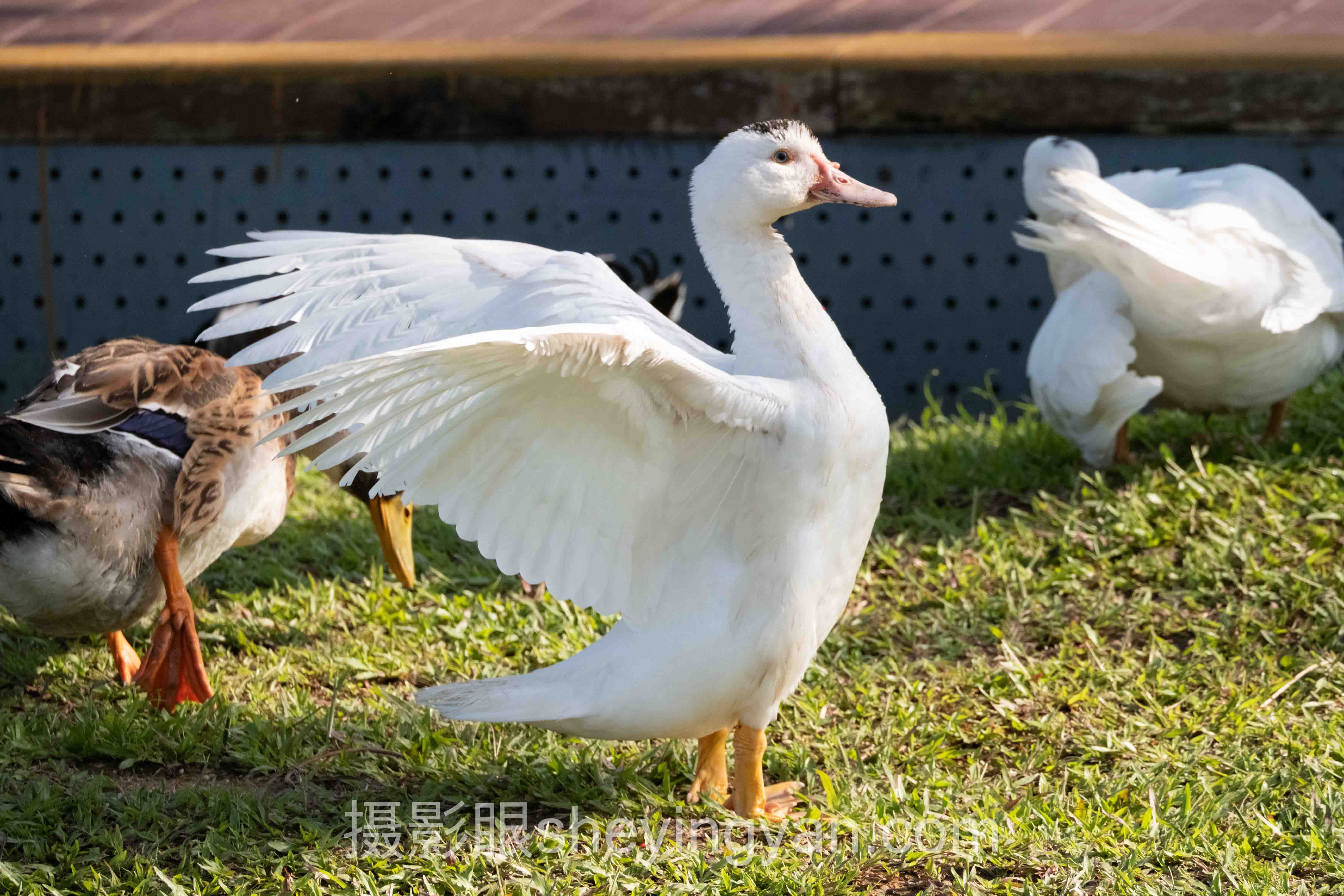 数据说话：AI照片评分系统怎么用及照片点评现状解析