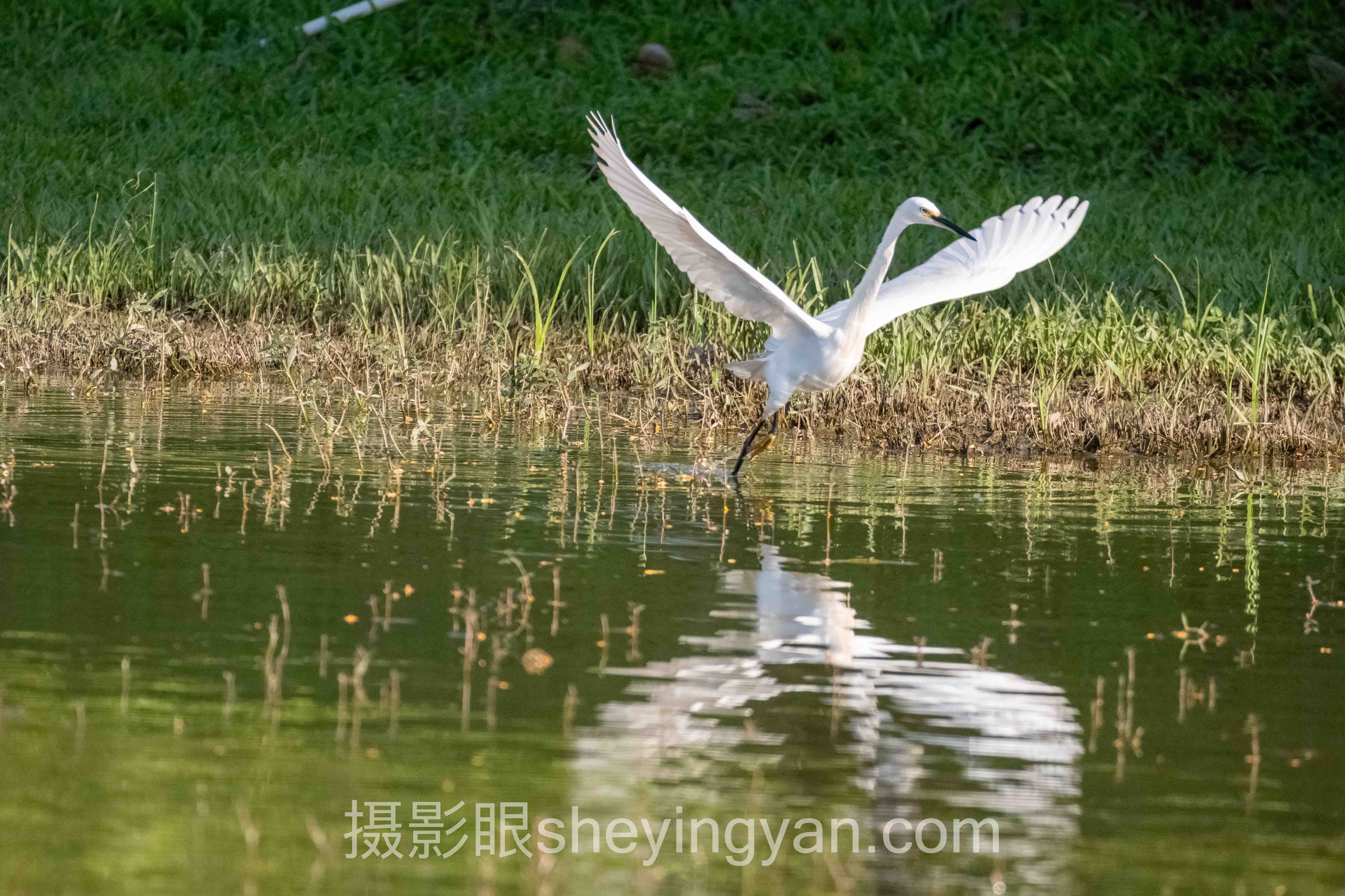 摄影眼官方网站评价十人谈：多位专家的核心观点汇总