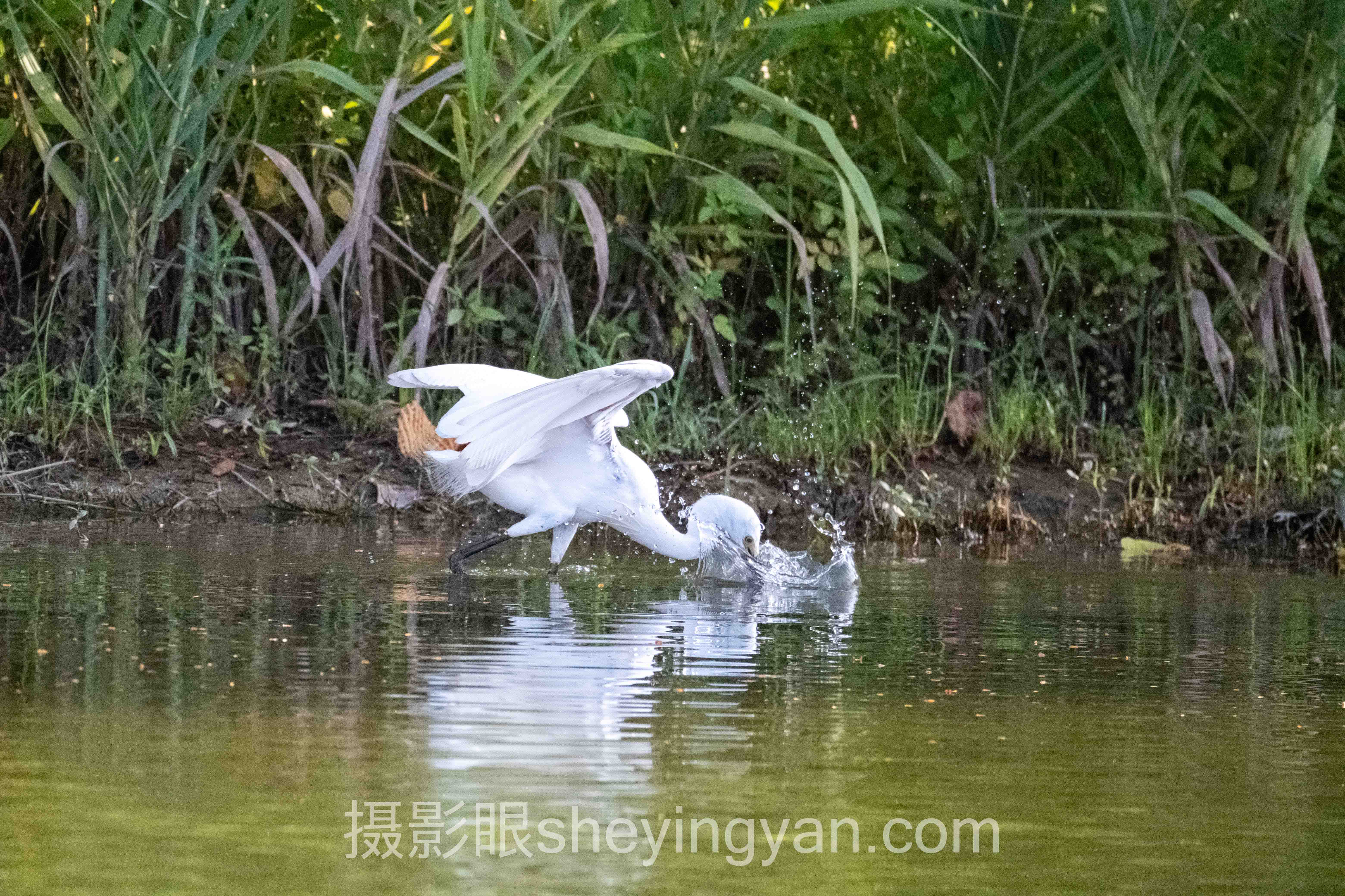 专业照片点评服务的真相：为什么你的照片总差一口气？